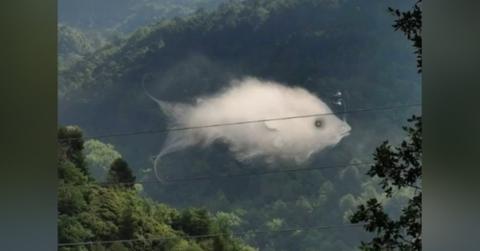 optical illusion determine commitment issues