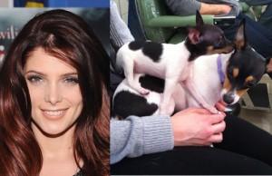 2011__01__Ashley_Greene_Jan19newsnea 300×194.jpg
