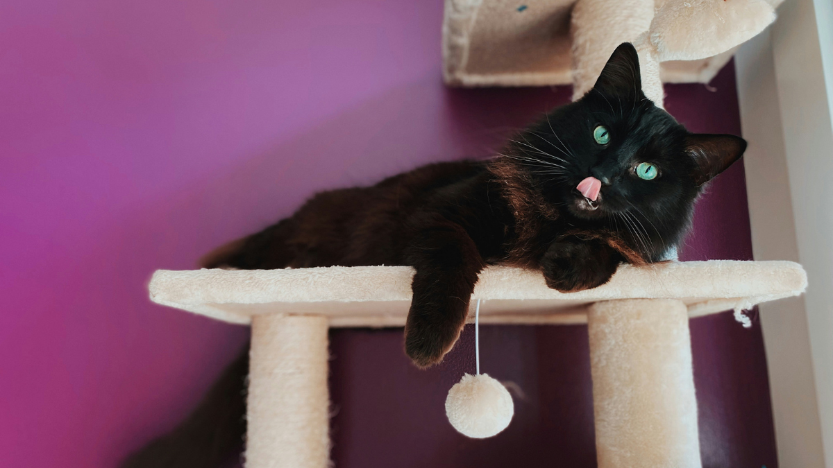 cat tree for large cats complete buying guide
