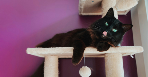 cat tree for large cats complete buying guide