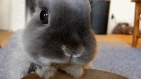 Bunny Gif