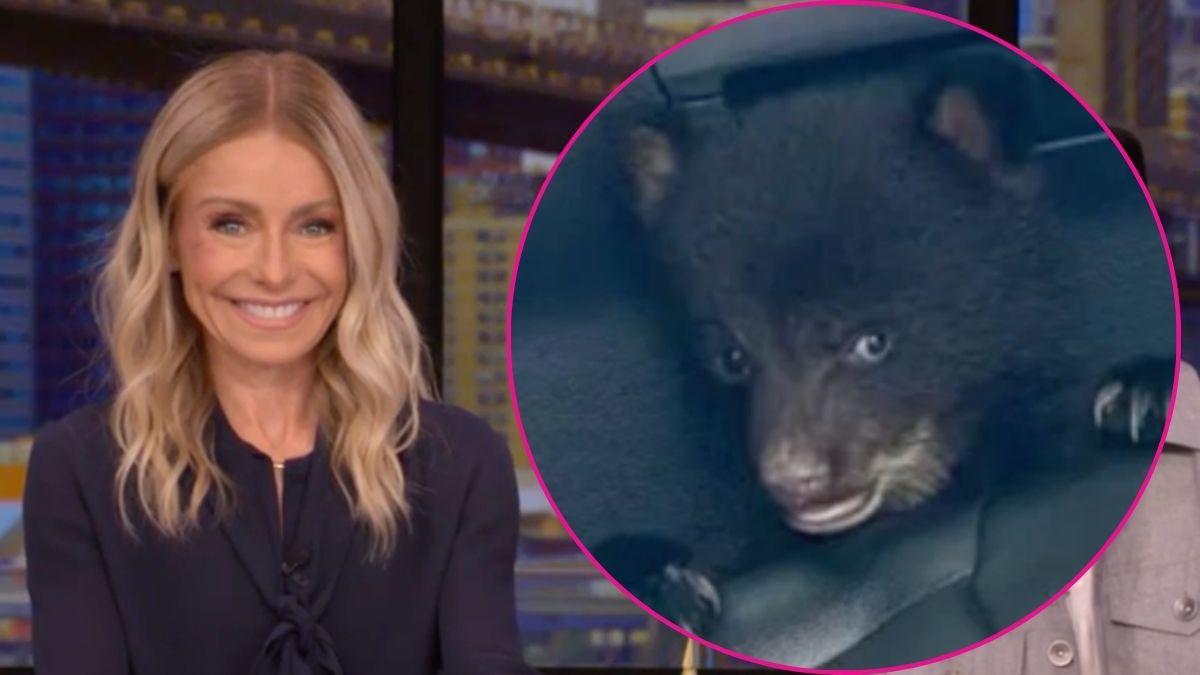Composite photo of Kelly Ripa and a baby bear.