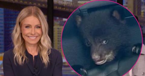Composite photo of Kelly Ripa and a baby bear.