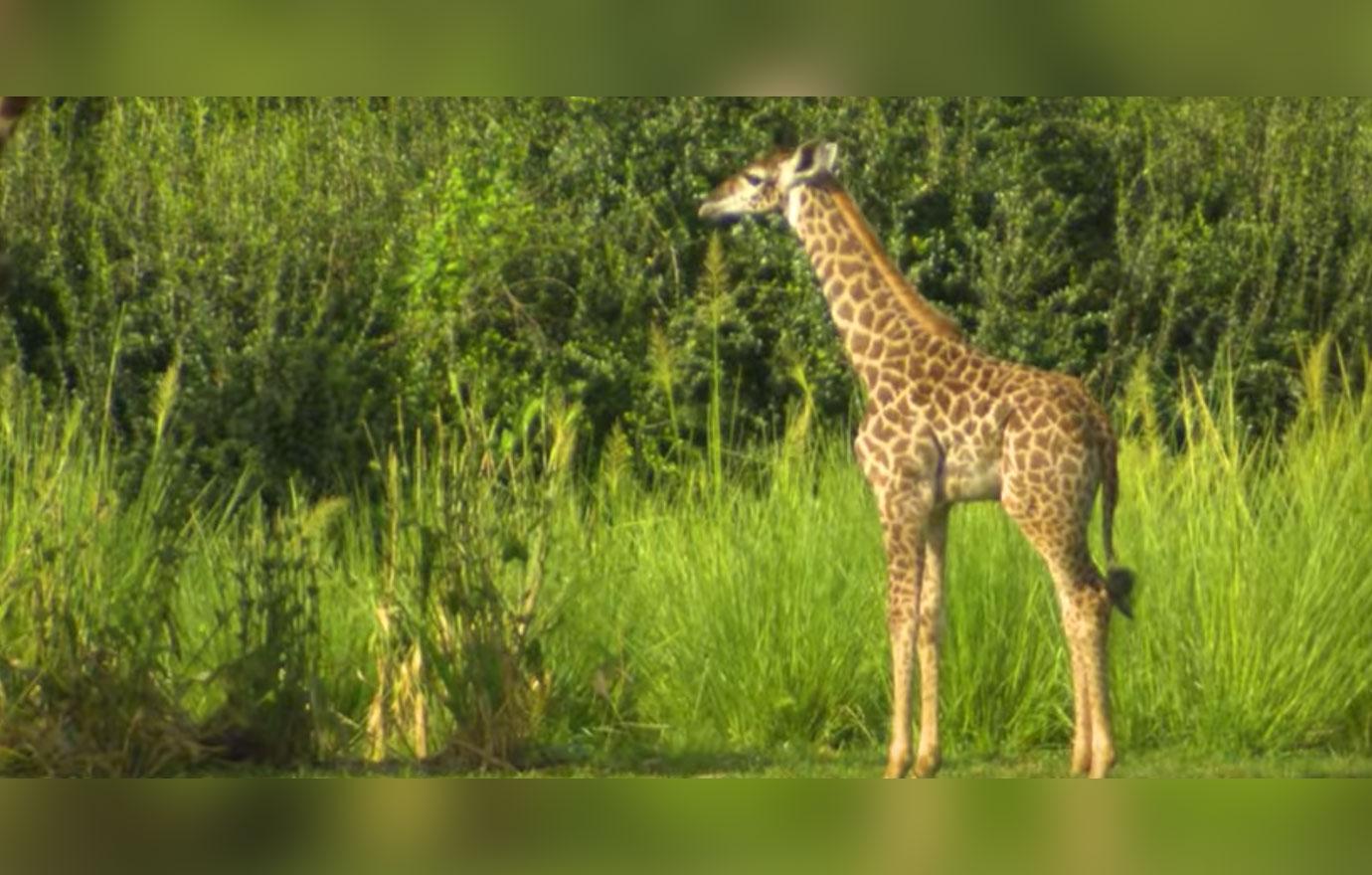 Baby aella giraffe born disney animal kingdom 2