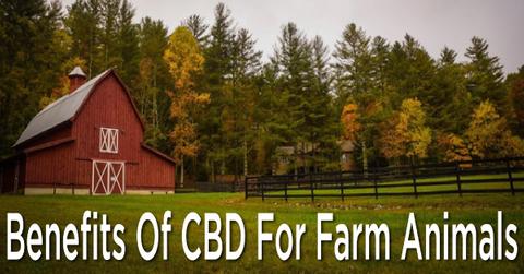 cbd farm animals