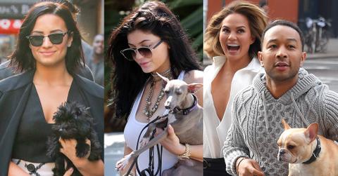 Celebrity Animal Lovers