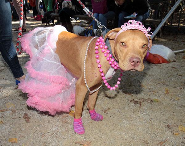 Dog Halloween Costumes Princess