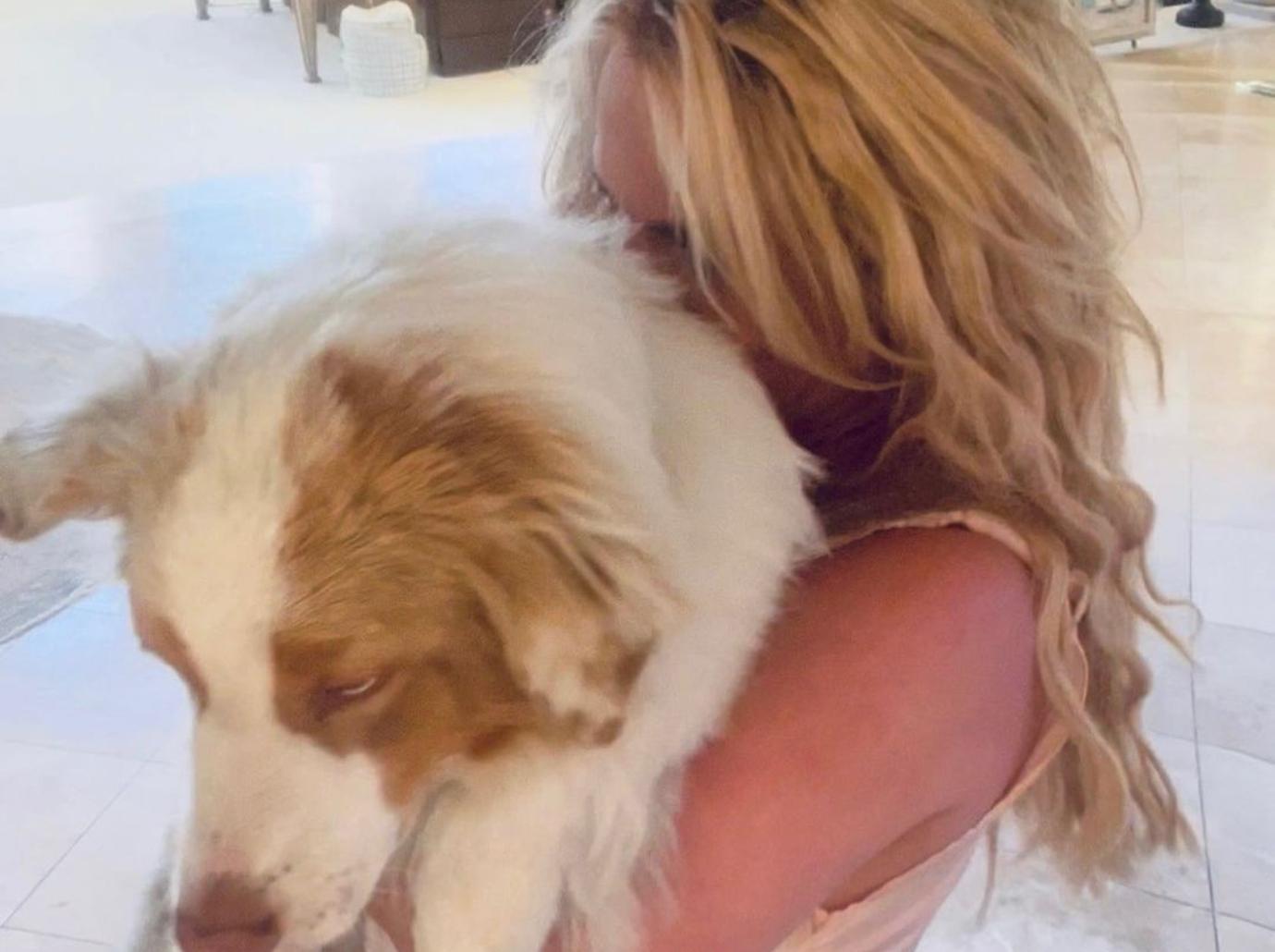 britney spears dogs knife video dangerous fans worried