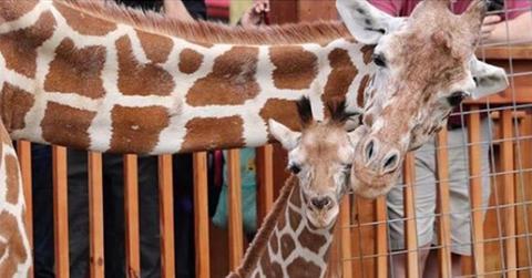 April The Giraffe Pregnant Again