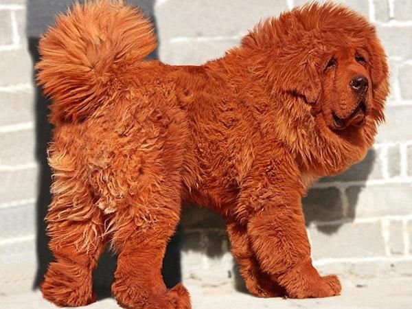 tibetian-mastiff-1-million-dollars