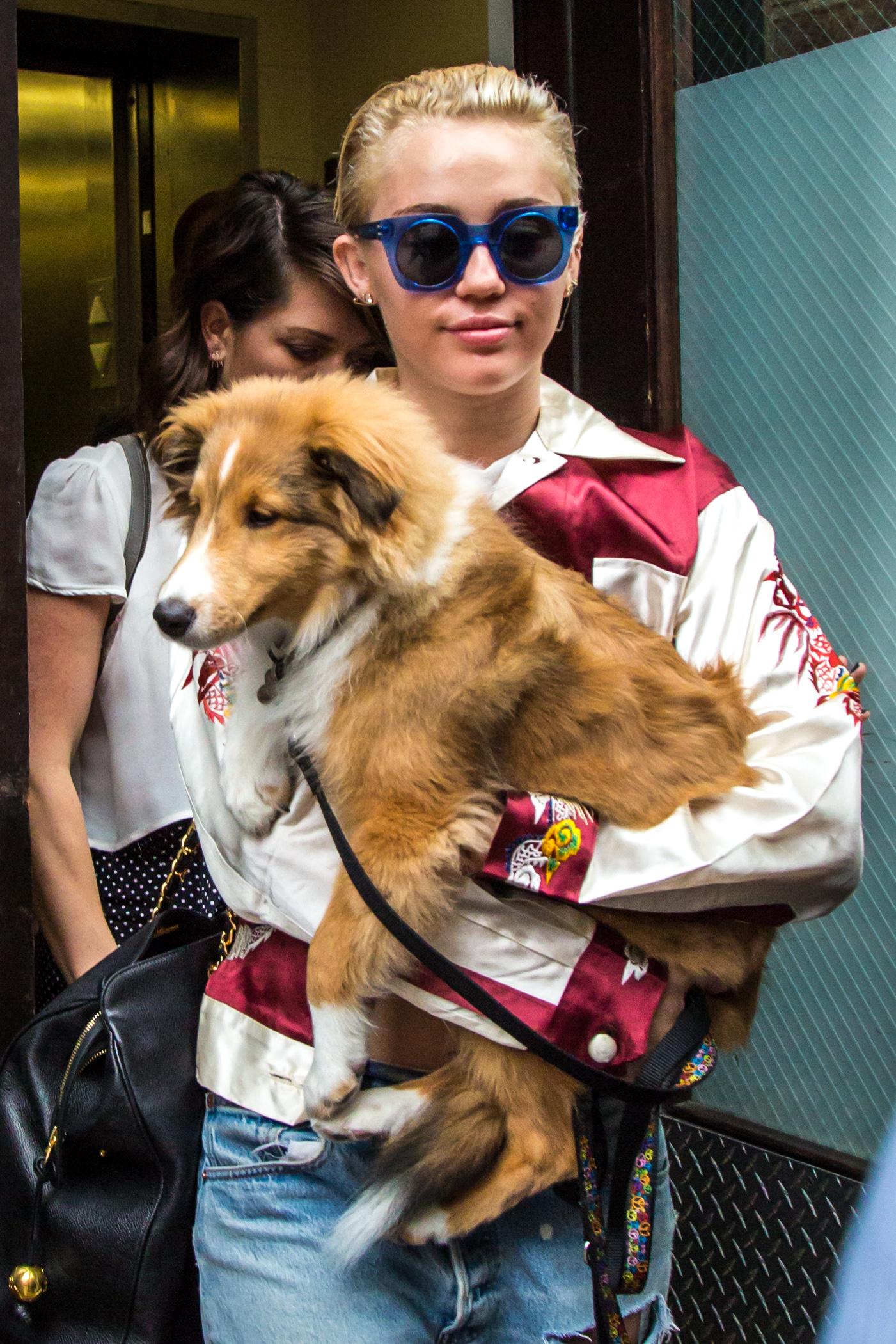 Miley Cyrus is seen leaving her hotel and heading to her concert with her new favorite dog