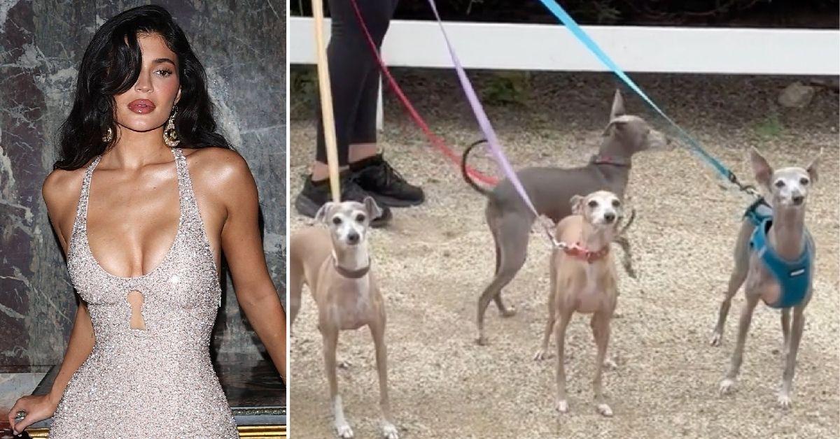 Kylie Jenner Treats All Her Dogs 'Like They're Her Children