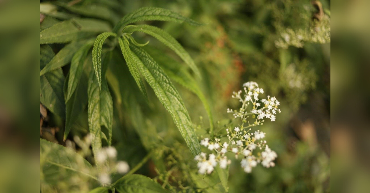 the self care products many celebrities reach for