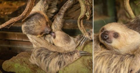 baby sloth shares adorable moment mom zoo