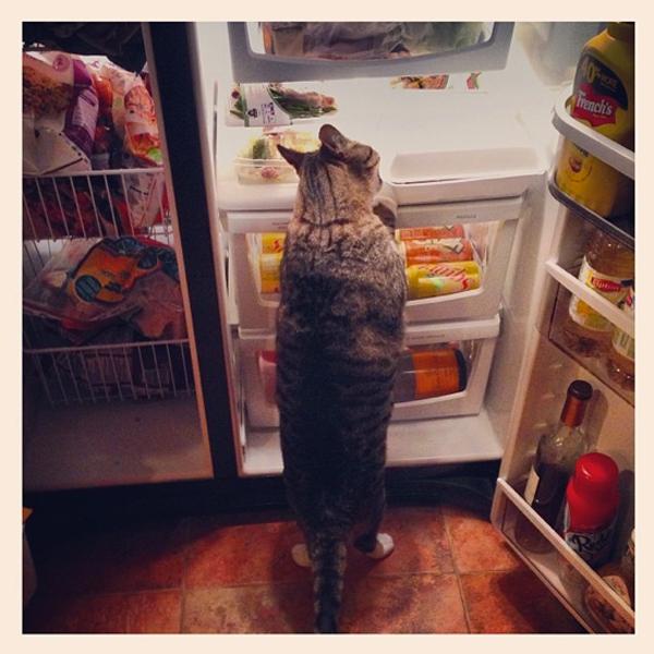 Your Afternoon "Aww" You Won't Believe The Mischief Chris Colfer's Cat