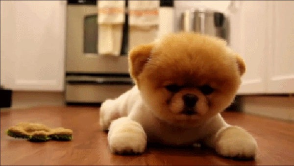 Cutest gif of the day  Baby animal videos, Baby animals, Cute animals