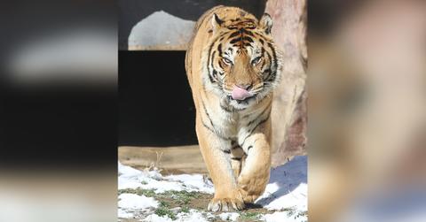 endangered tiger shot after biting a man entered an unauthorized area pp