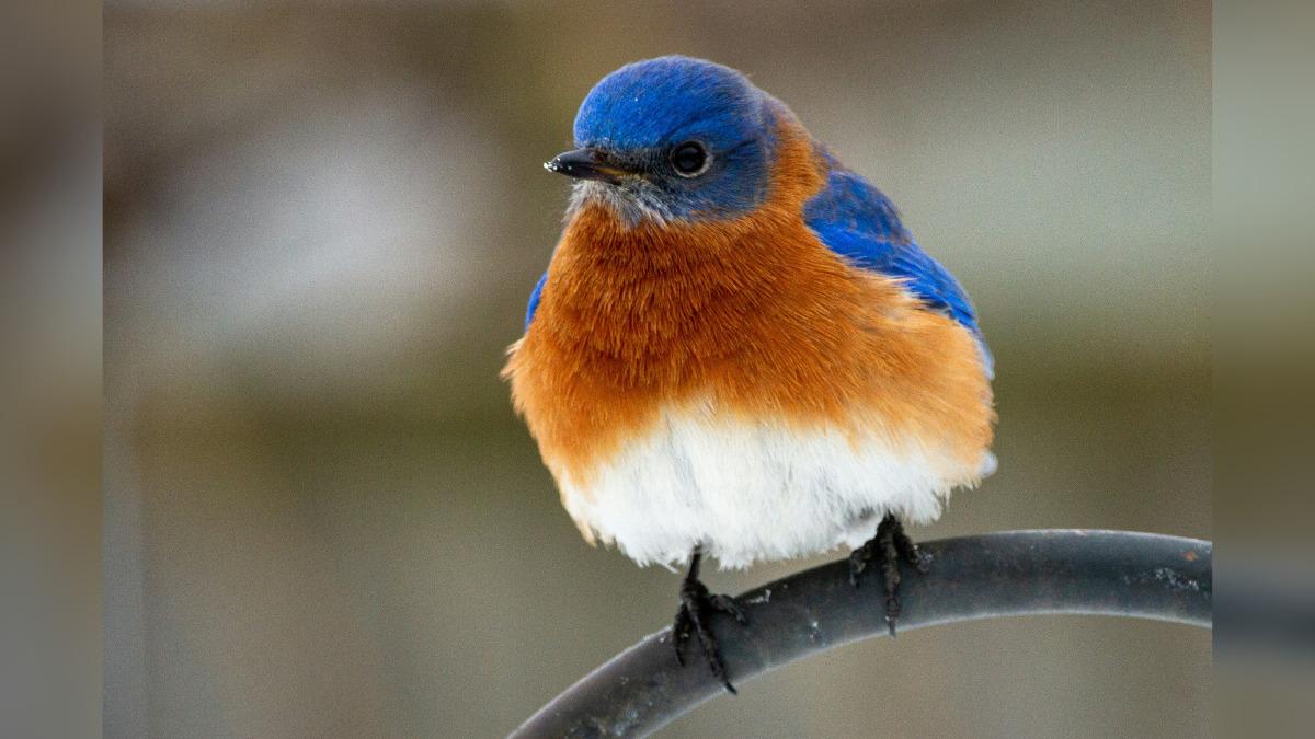 how to attract bluebirds and wow your outdoor customers