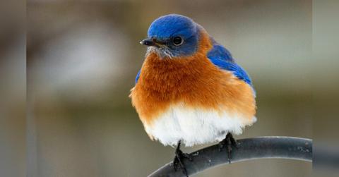 how to attract bluebirds and wow your outdoor customers