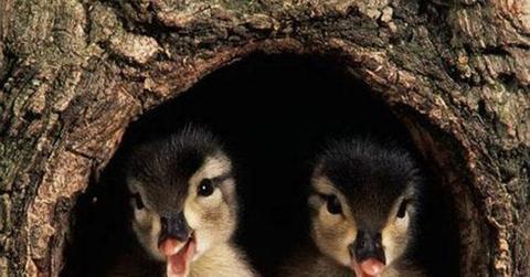 Ducklings