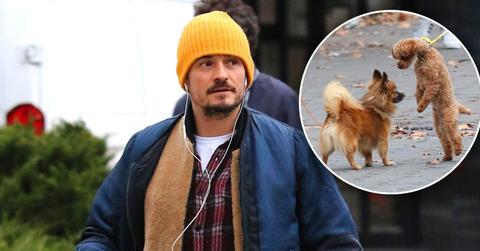 Orlando Bloom Dog Mighty PP