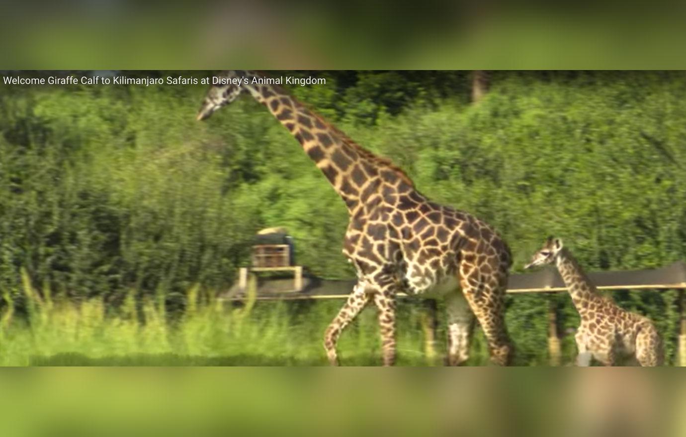 Baby aella giraffe born disney animal kingdom 1