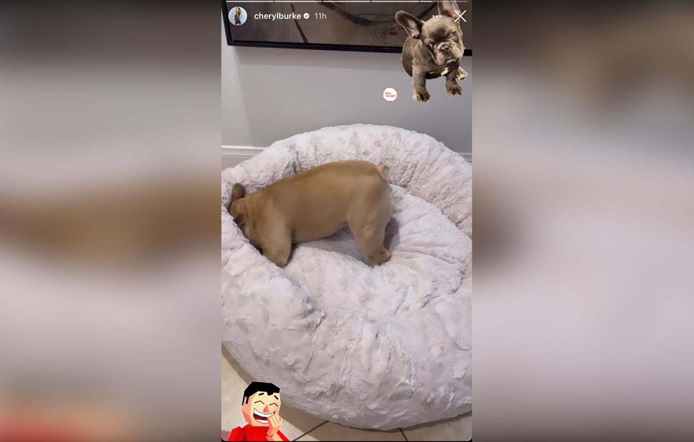 Cheryl Burke Plays With Dog Amid Matthew Lawrence Custody Battle