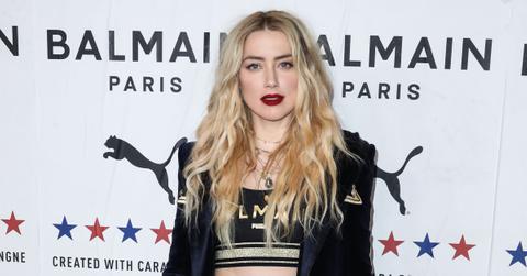 amber heard investigation perjury dog smuggling