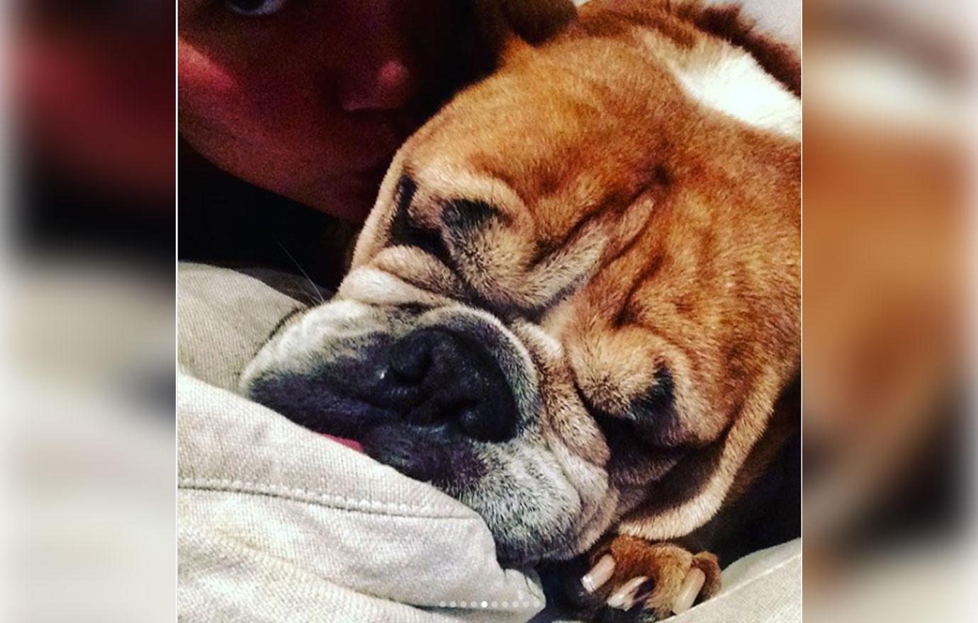 Chrissy teigen dog dead 6