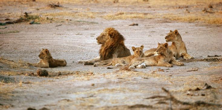 Lion Pride, Kgalagadi Transfrontier Park, South Africa