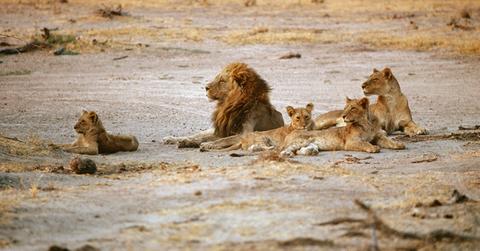 Lion Pride, Kgalagadi Transfrontier Park, South Africa