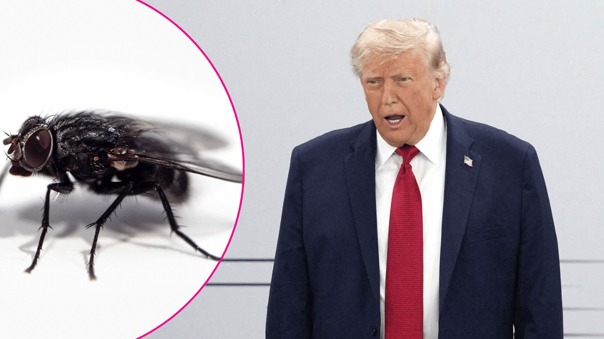 Composite photo of Donald Trump and a fly.