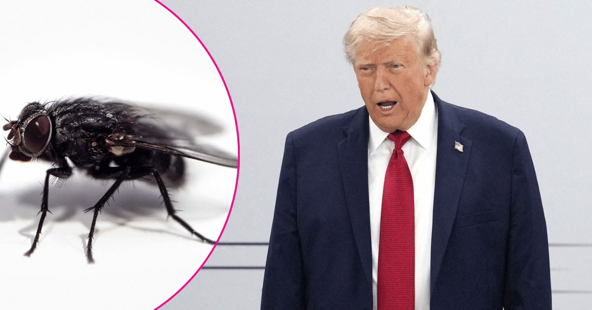 Donald Trump Humiliated by Fly in Embarrassing Moment