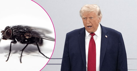 Composite photo of Donald Trump and a fly.