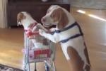 Dogs_teaser.jpg