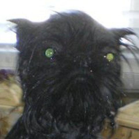 Worlds_ugliest_dog_competition_5_ _1.jpg