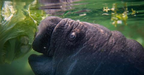 Florida man tortures manatees video feature