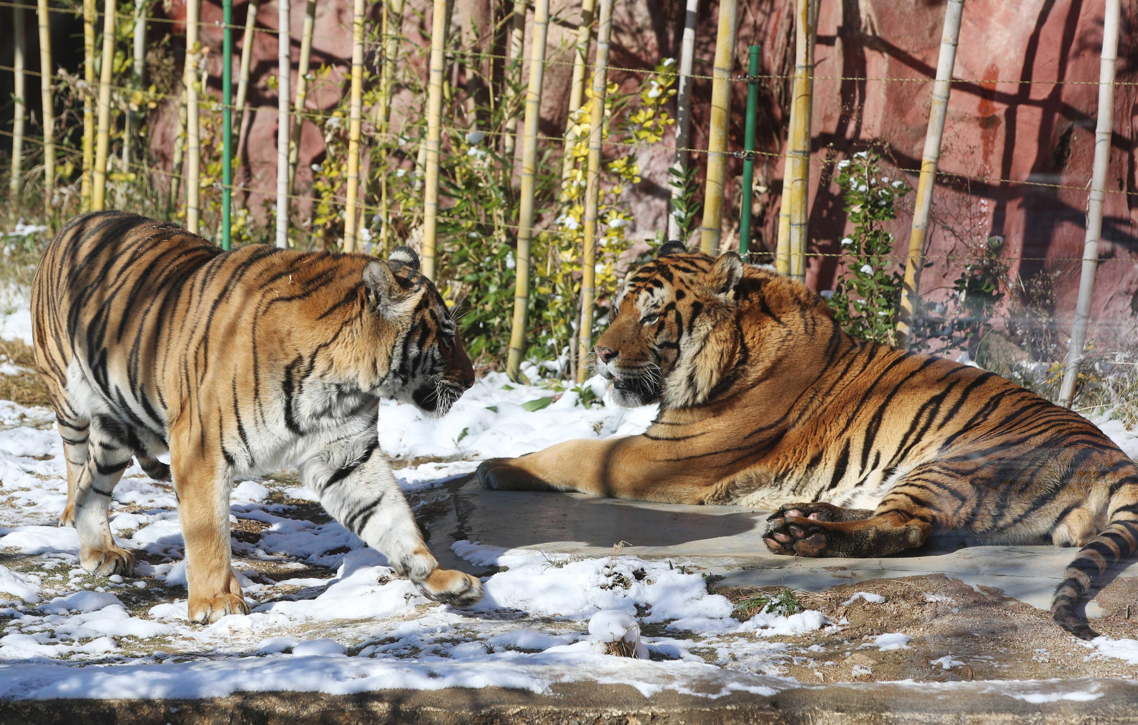 endangered tiger shot after biting a man entered an unauthorized area