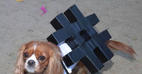 Dog Halloween Costumes Hashtag
