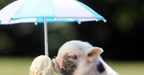 Pig With Icecream