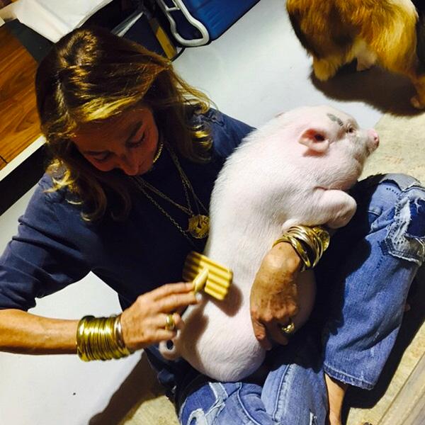 Piggy Pedi! Miley Cyrus Getting Hate From Animal Lovers After Painting Her  Pet Pig's Nails