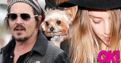 Johnny depp spent 10 million amber heard dog