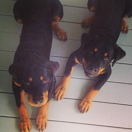 Brody jenner dogs