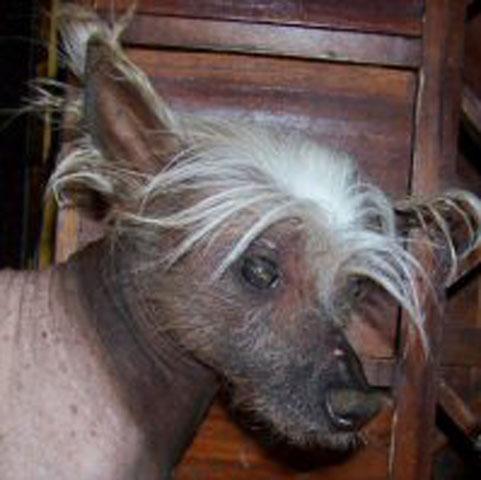 Worlds_ugliest_dog_competition_7_ _1.jpg