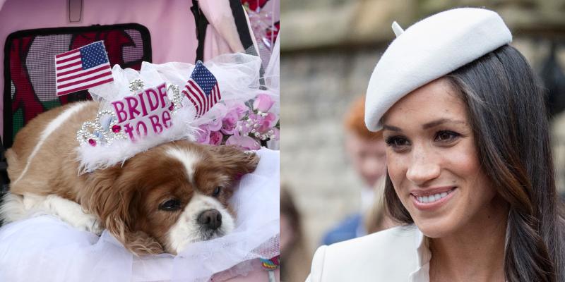 Royal super fan Anne Daily with her dog Camilla named after Camilla Parker Bowles ahead of the Royal Wedding opposite a photo of Meghan Markle at The Commonwealth Day Observance Service