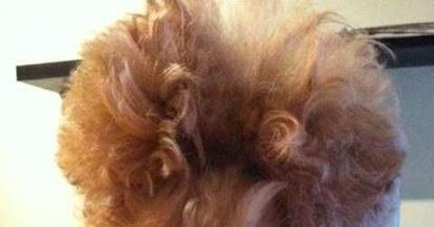 Afternoon Aww Bad Hair Day