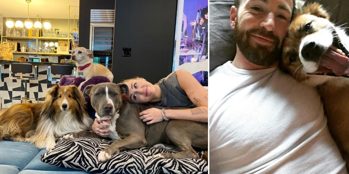 Photos from Chris Evans and His Rescue Dog Dodger's Cutest Moments