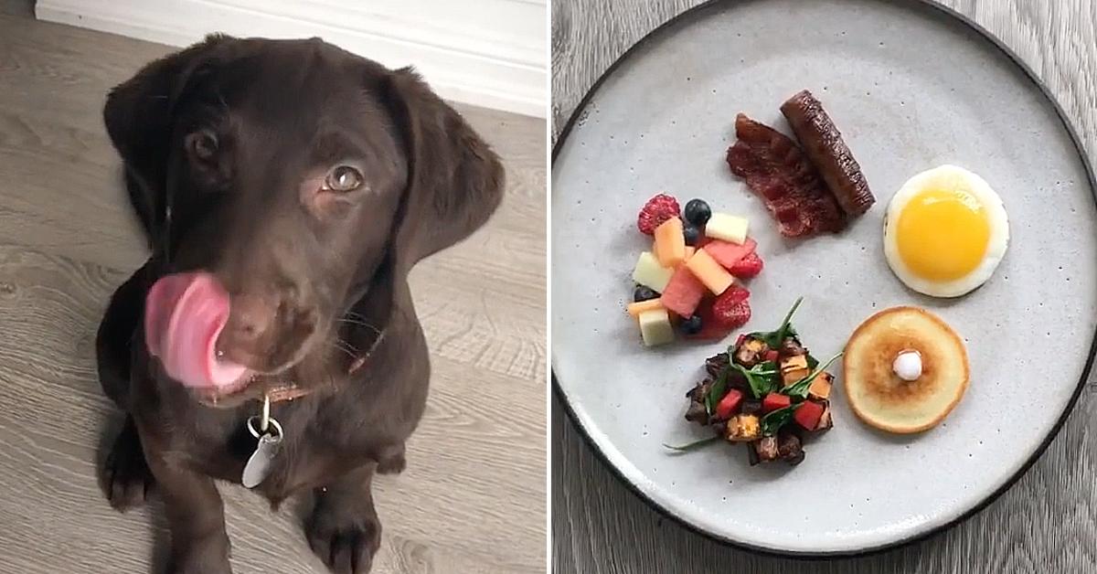 tiktok star creates gourmet meals for his puppy including lobster and wagyu steak