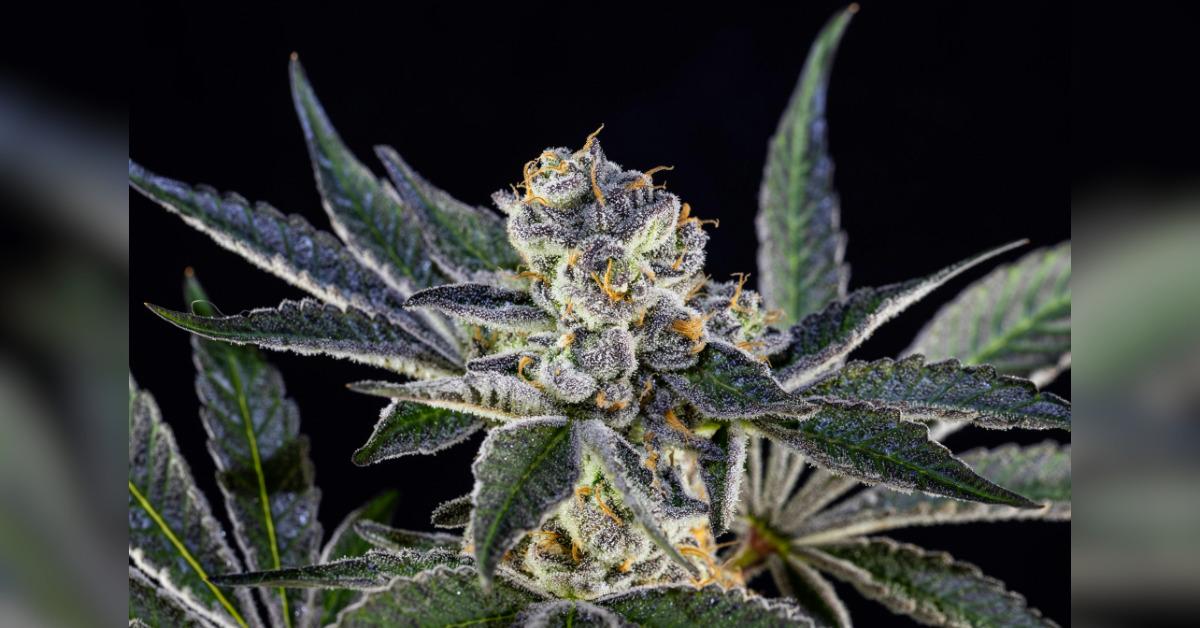 spotting top grade thca bulk what you should know