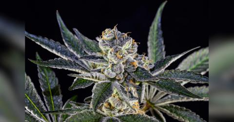 spotting top grade thca bulk what you should know